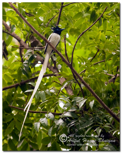 Asian paradise-flycatcher