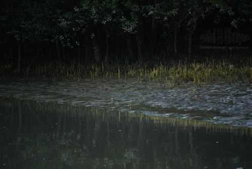 Mangroves in at Khepupara Feri ghat 