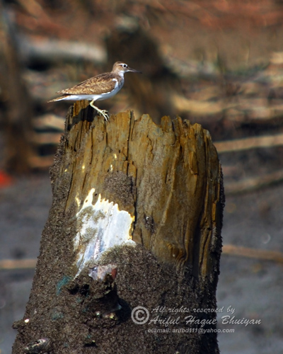 Common Sandpiper.. this is a record of very early visit of a winter bird